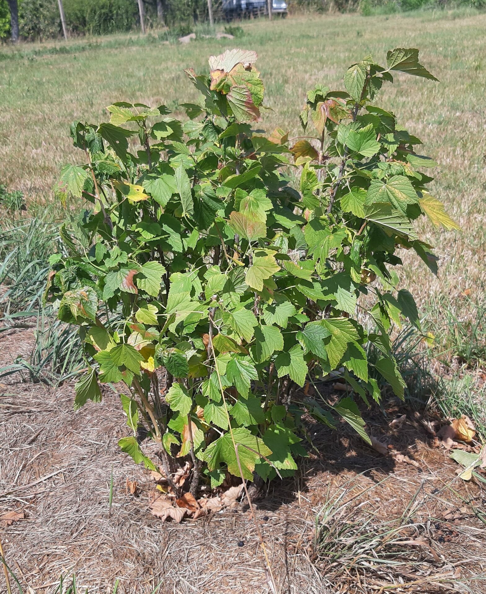 Johannisbeere Titania (Ribes nigrum)