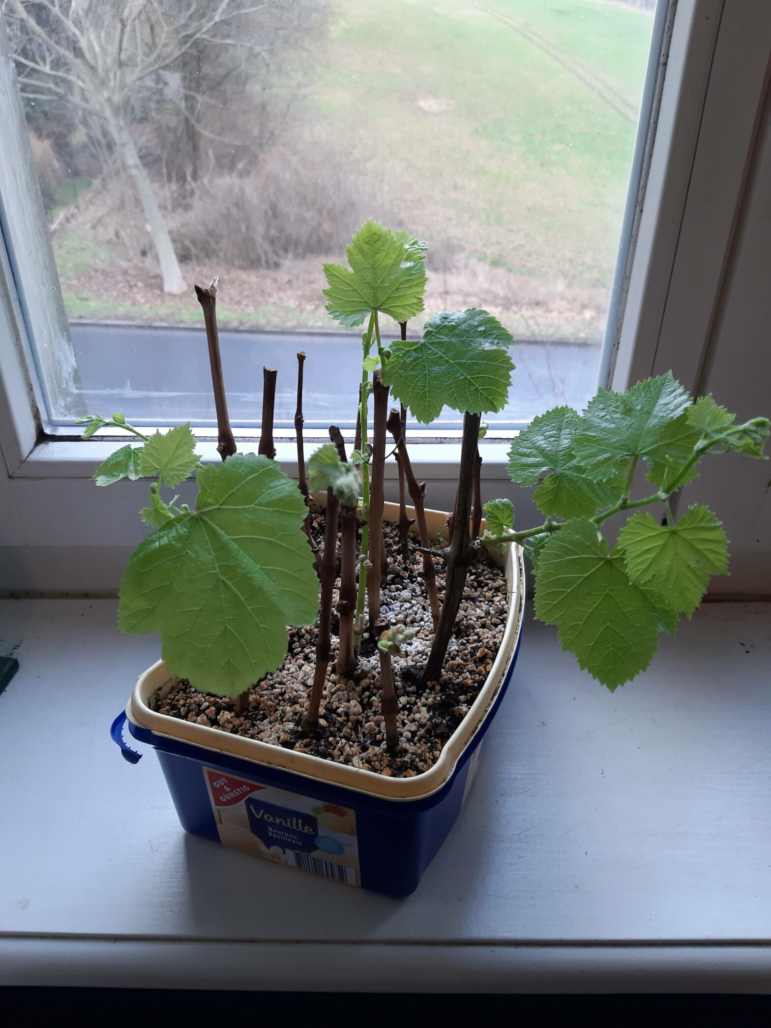 Vermehrung von Weintrauben durch Stecklinge