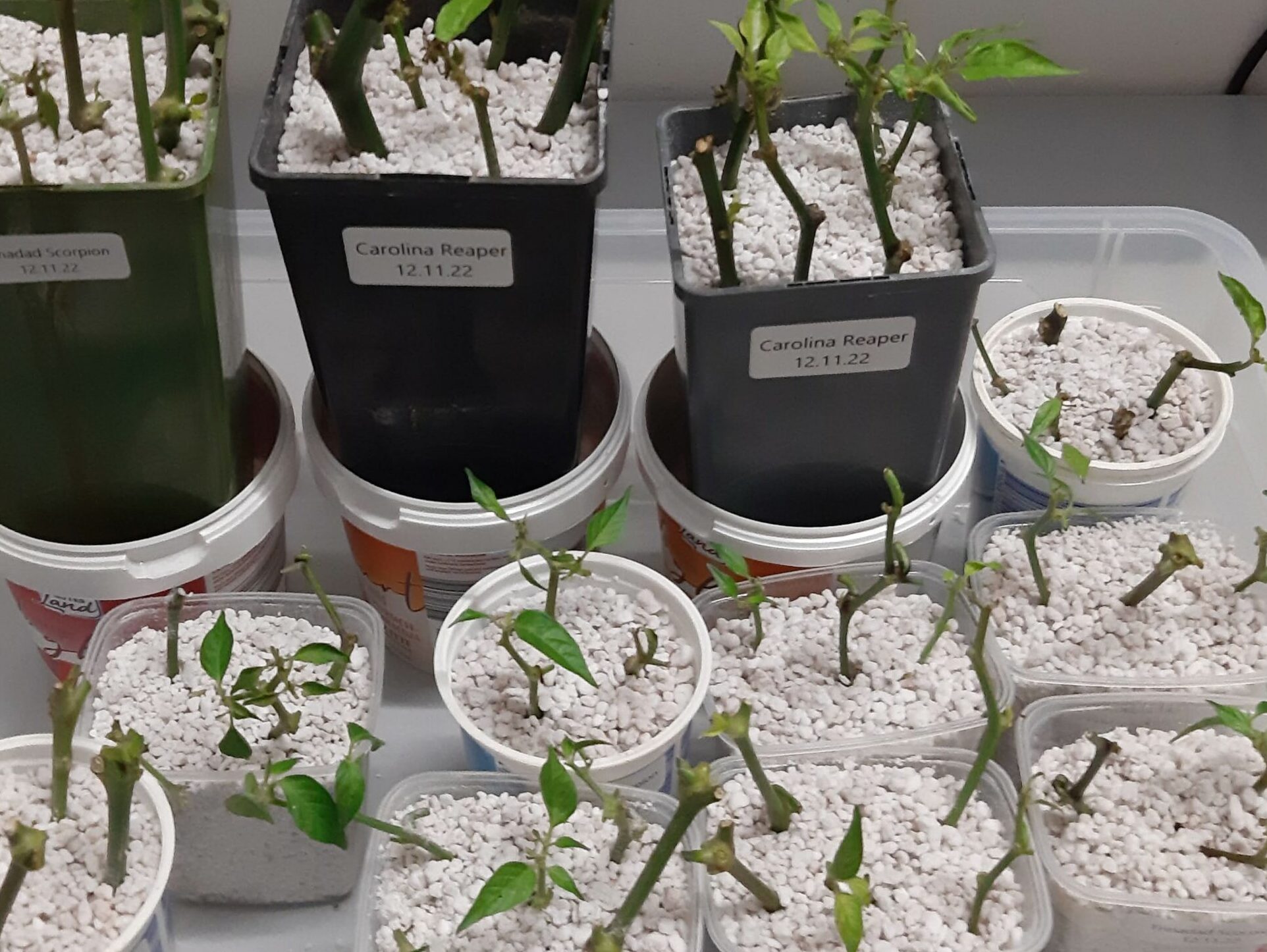 Stecklinge von Trinidad Skorpion und Carolina Reaper